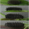 bol dia larva4 volg
